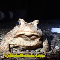 /home//u458753944/public_html/sourcegallery//Roxborough Toad Detour/2013-2019/2019/53847881_10218763677471970_8337254755373940736_o.jpg